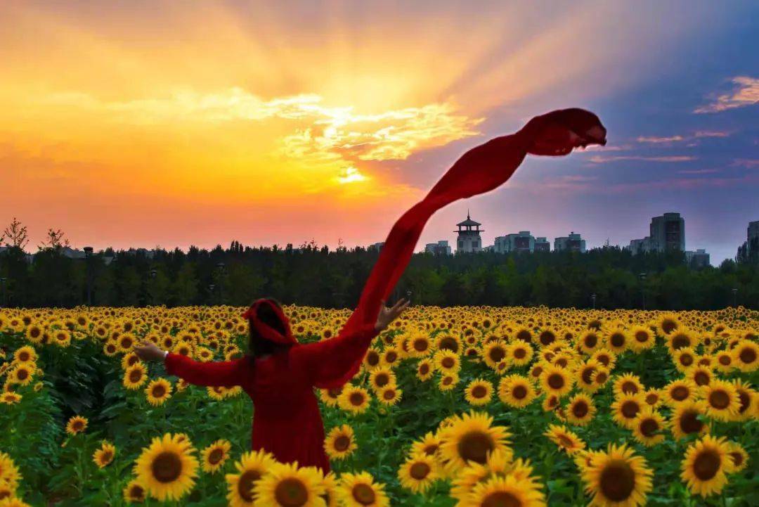 青爱的平谷夏各庄镇油葵园田园风光美如画