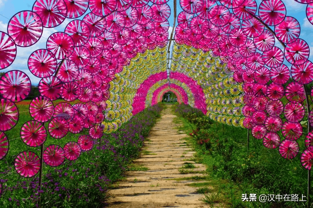 五彩缤纷的花海图片