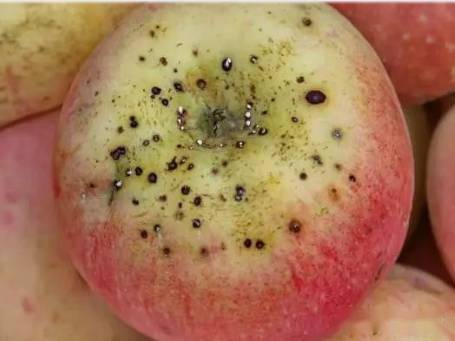 苹果脱袋后,表光问题让果农困扰!该怎么办?附防治对策!