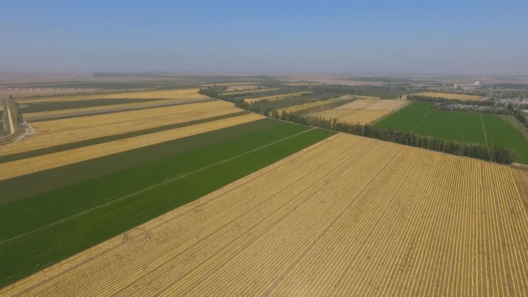 【走进乡村看小康】湖羊成了"致富羊" 职工增收"喜洋洋"_六运湖农场