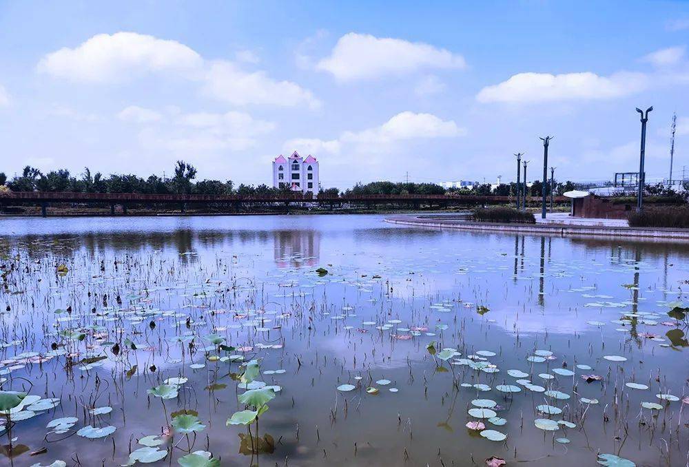 安阳洪河樱花湿地公园图片