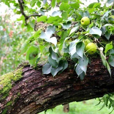 【云游鞍山】南果梨百年古树 虬枝碧苔还在结果_梨树