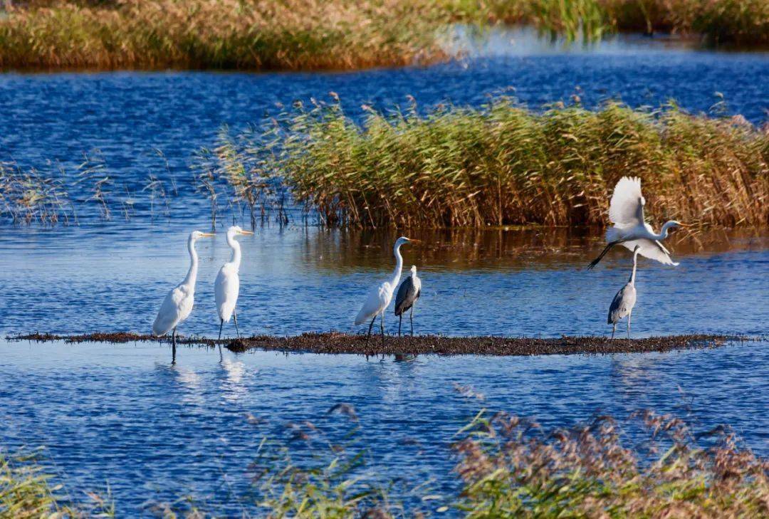 迎旅盟 多彩双鸭山 | 绿色双鸭山 大美湿地美如画