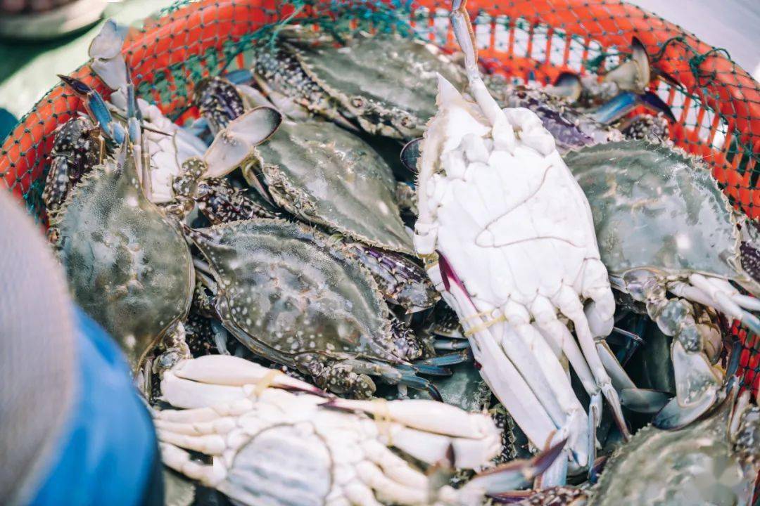 开海后的沙子口根本没法低调,除了海鲜就是人!风景也超美!附海鲜价格!