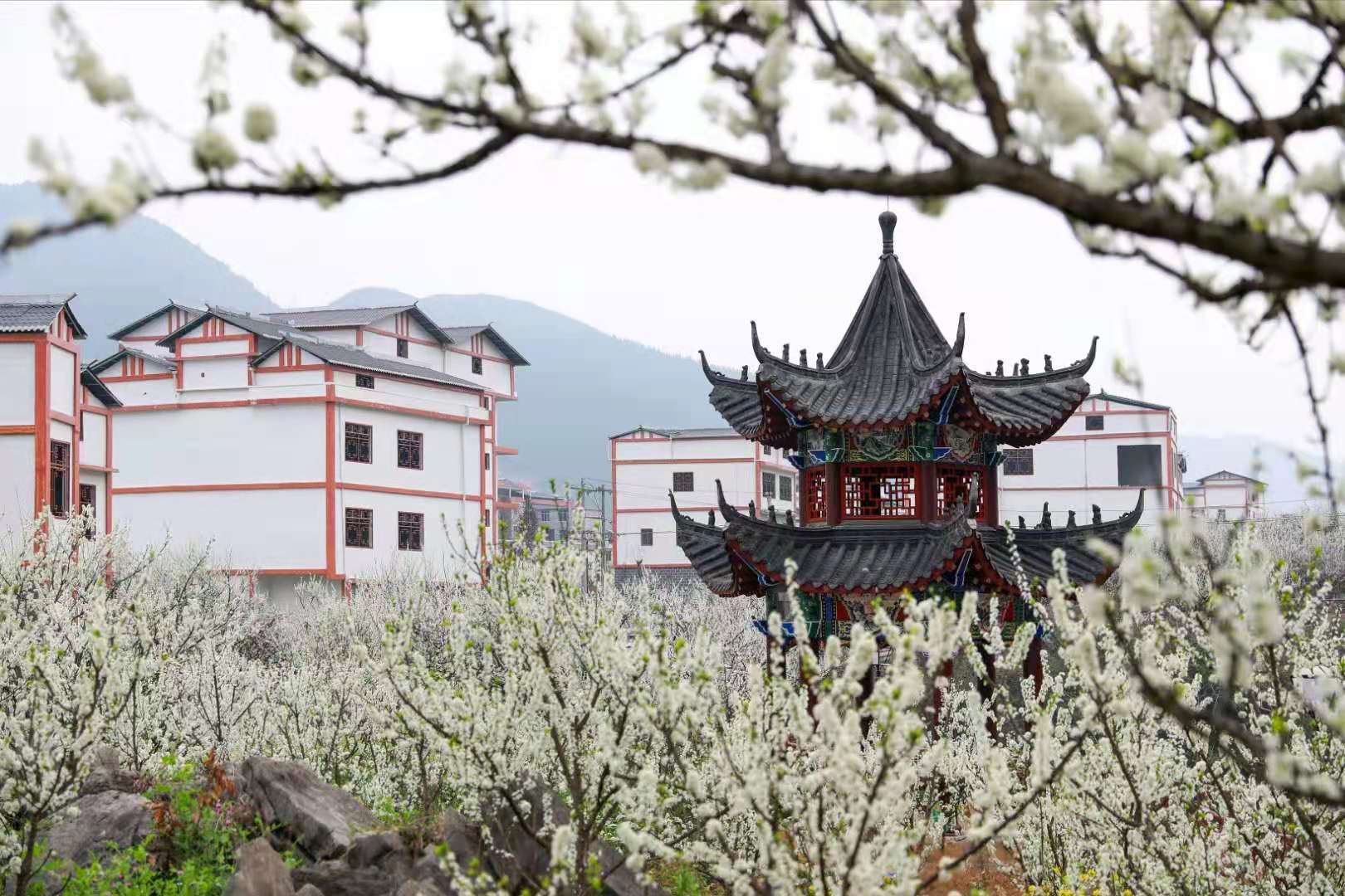 瞄准产业准星加速乡村振兴沿河沙子街道接力34年一心为李