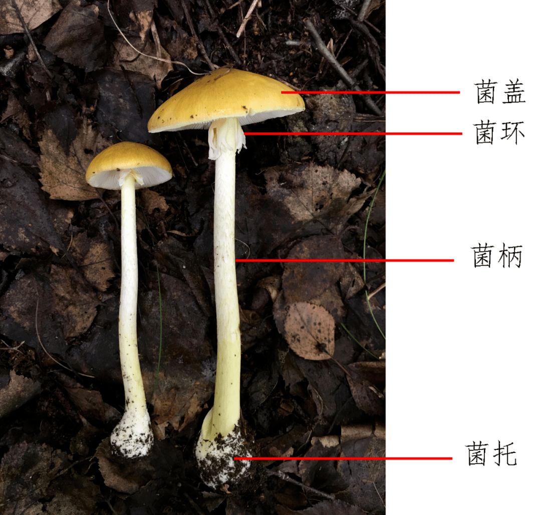 怎么看蘑菇