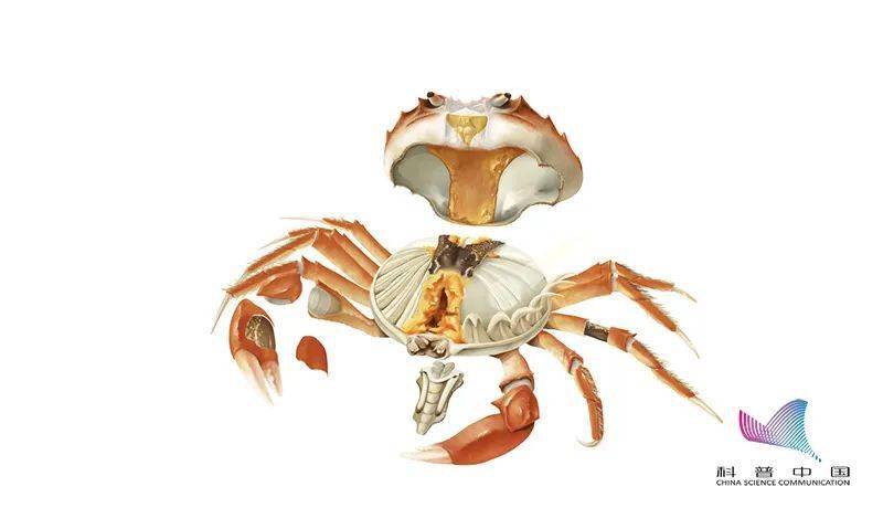 寄生虫|刚死的螃蟹能吃吗？哪些部位不能吃？误食后果很严重……