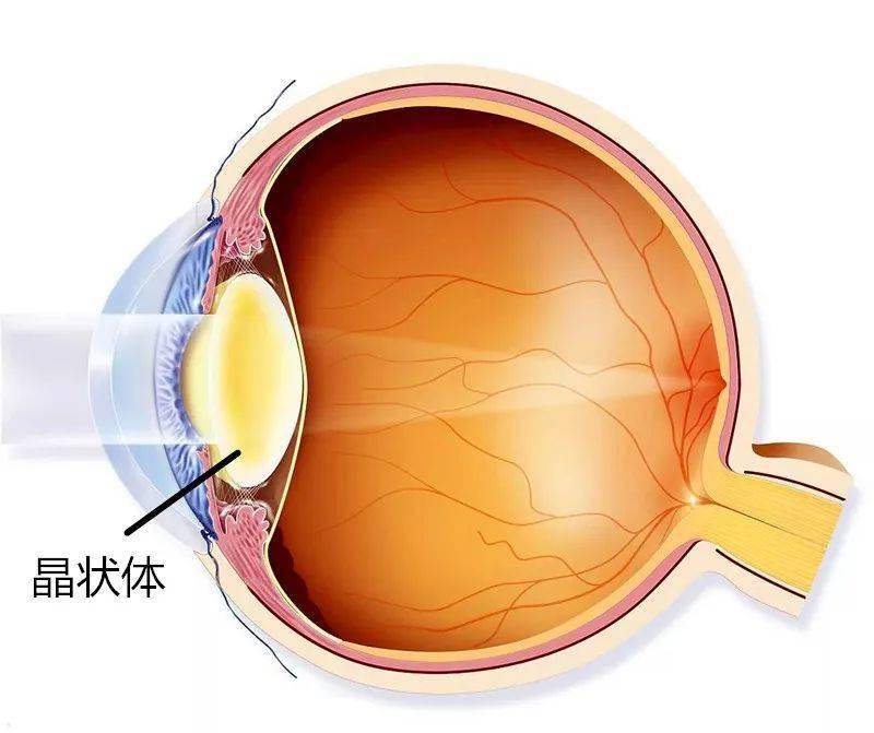 晶状体照片图片