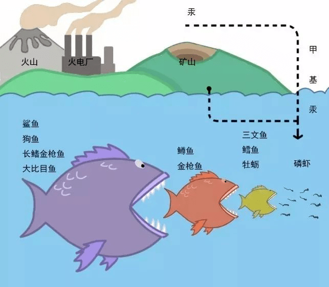 水中食物链图片