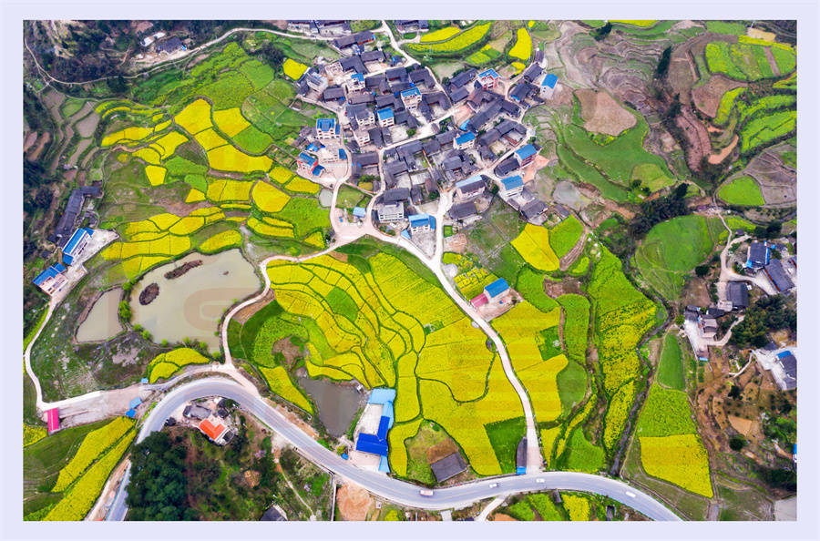 岑巩龙田镇:大力发展特色产业 奋力推进乡村振兴