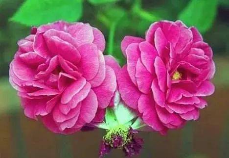 并蒂花罕见啊太好看了