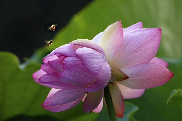 并蒂花罕见啊太好看了