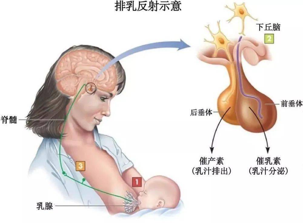 抑制催乳素与催产素分泌过多,所以在这个时期乳汁不会排出