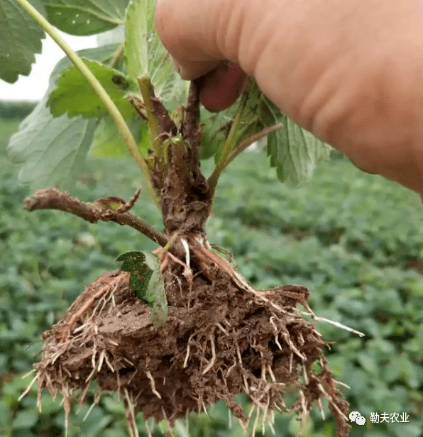 草莓定植後如何快速緩苗?記住8要點,壯苗又豐產