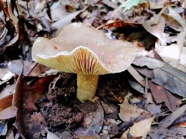 野生毒蘑菇可致命!祖孙3人中招