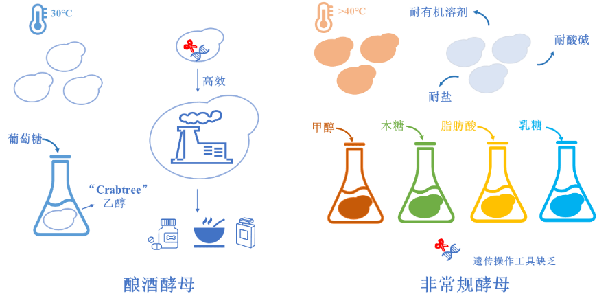 特约综述周雍进团队综述非常规酵母细胞工厂合成天然产物