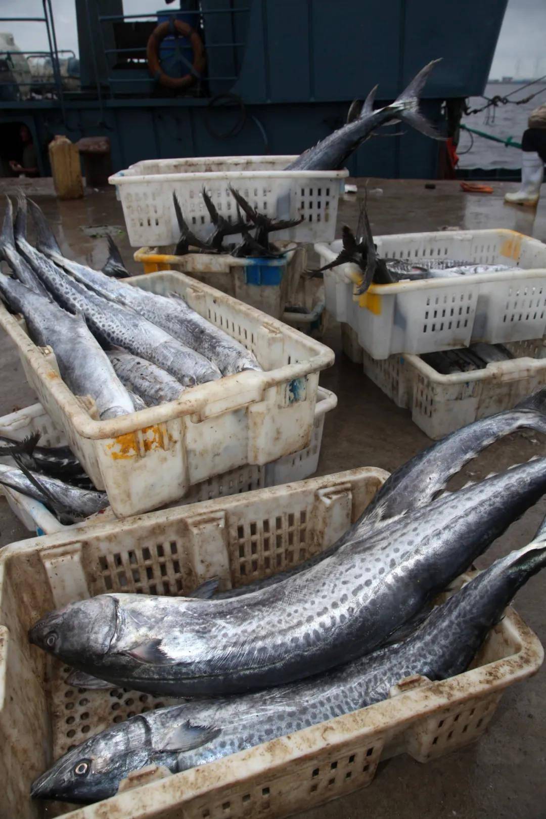好家伙海阳东海渔港20斤的大鲅鱼比胳膊都粗