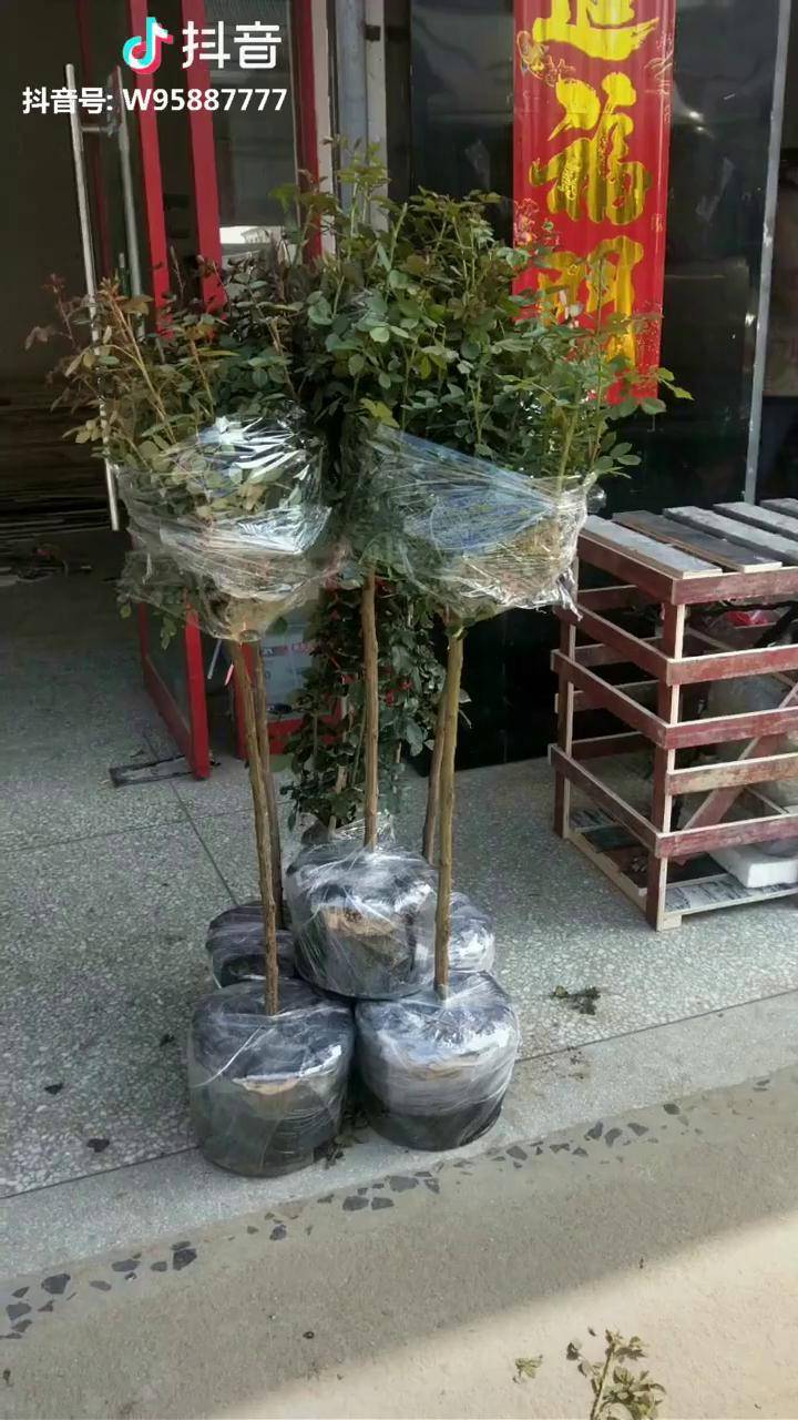 树状月季木架走货