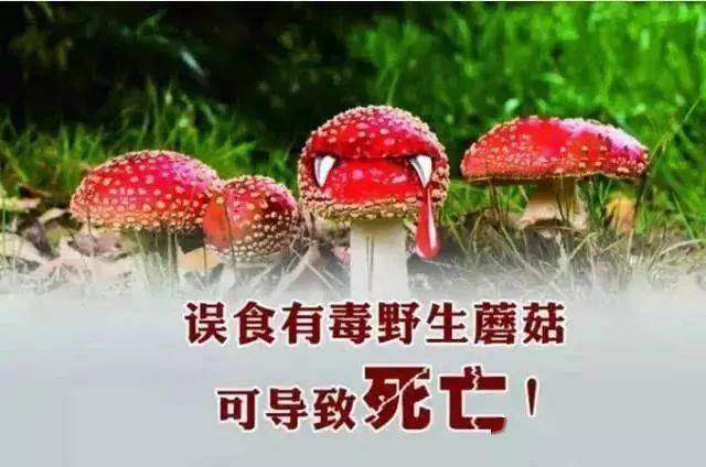 蘑菇菌释放毒气图片