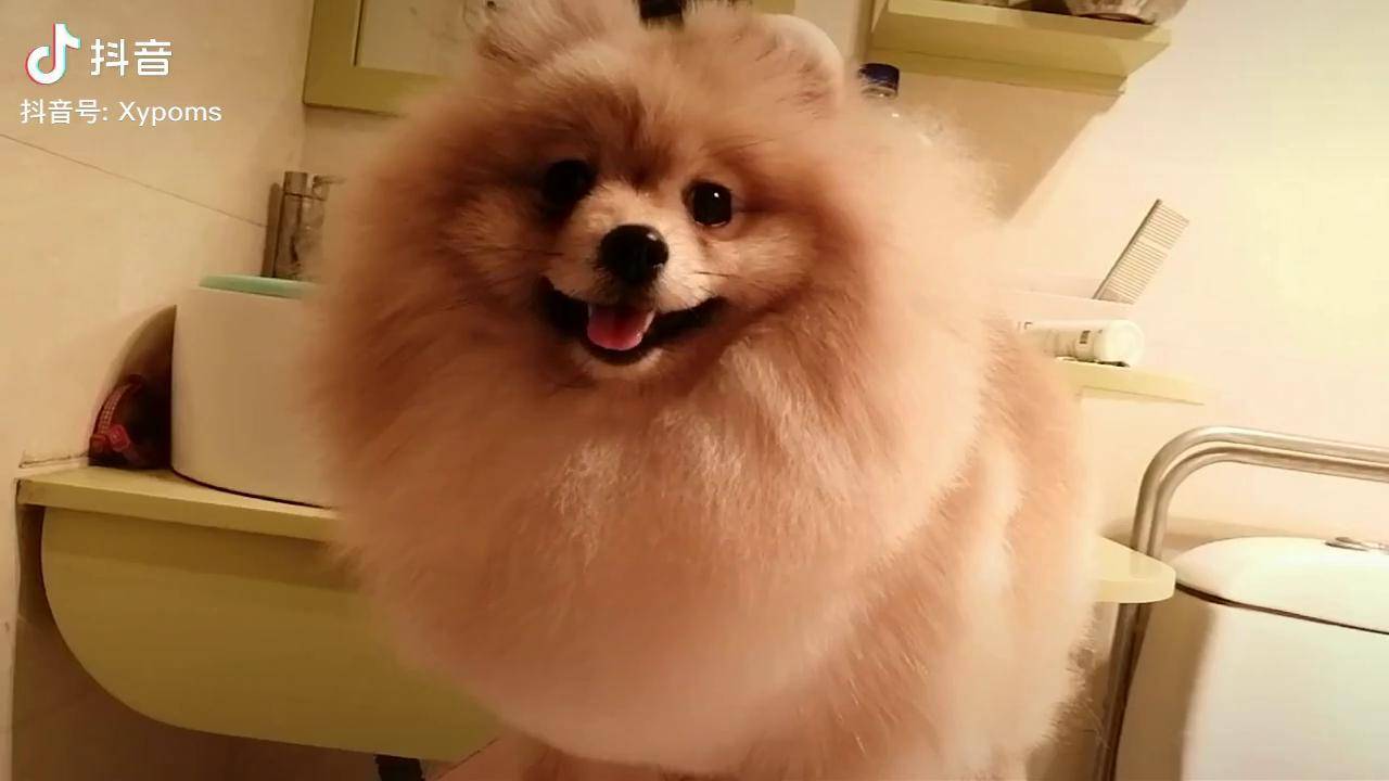 未成年奶油种母期待成熟黄博美