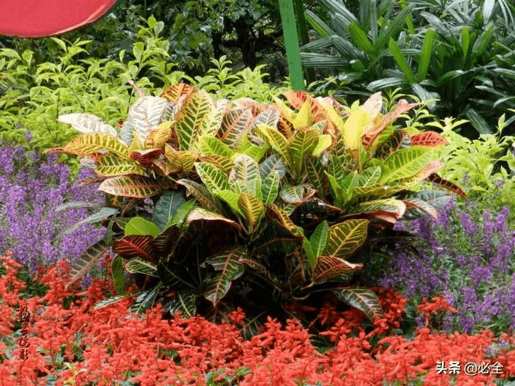 庭院常用植物·灌木篇