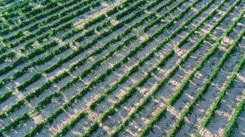 文化|中国西海博斯腾湖“酿造”北纬44°的浪漫