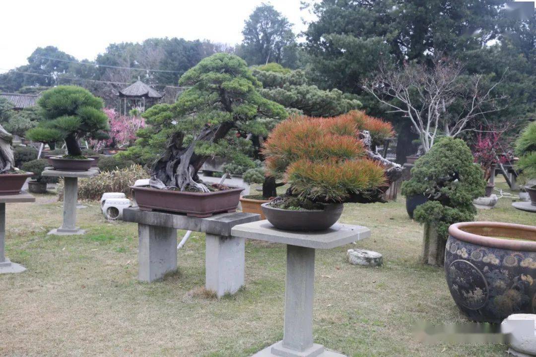 对于浙江台州梁园的园主陈文君女士来说,对盆景艺术的感知最初萌芽于