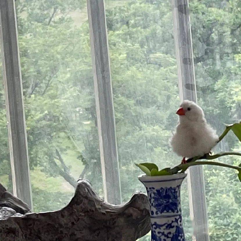 一事能狂便少年 晚春刀 东宋4 练刀