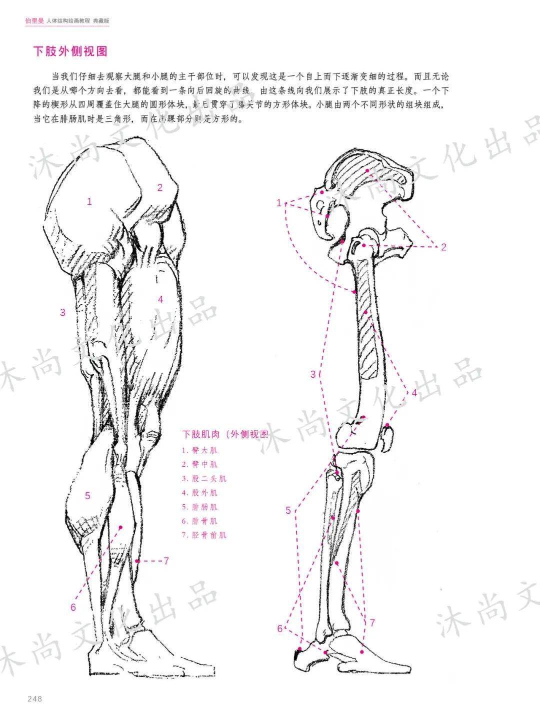 伯裡曼人體結構繪畫教程