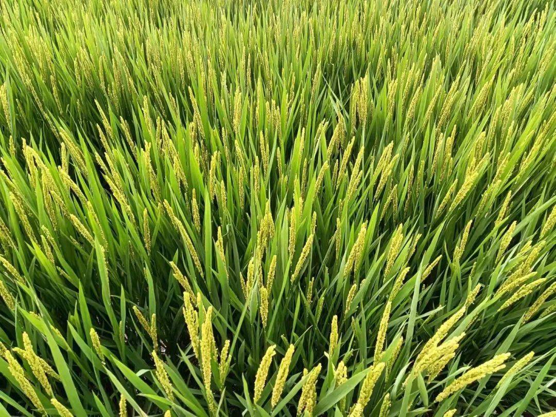 白稻8水稻品种介绍图片
