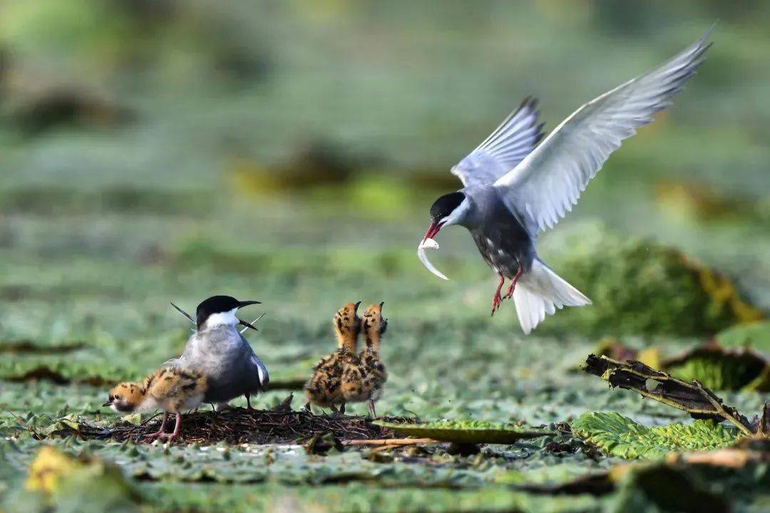 全球生物多樣性保護期待開啟新篇章_物種