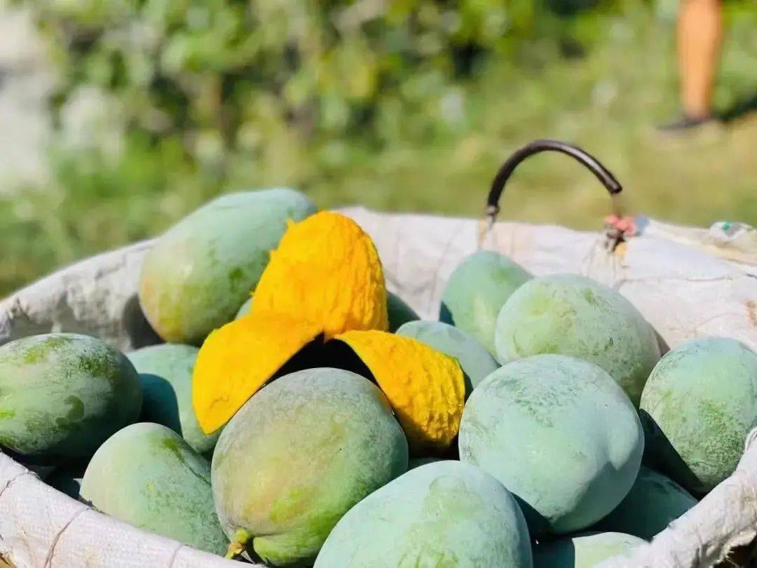 是 凯特芒果成熟上市的季节  凯特 是真正被称得上大芒果的品种