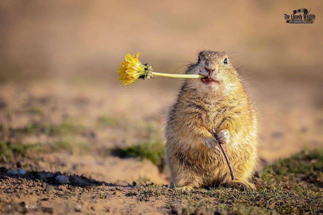 哈哈哈哈～2021搞笑野生动物摄影奖来了!看看年度戏精是谁?_higgins