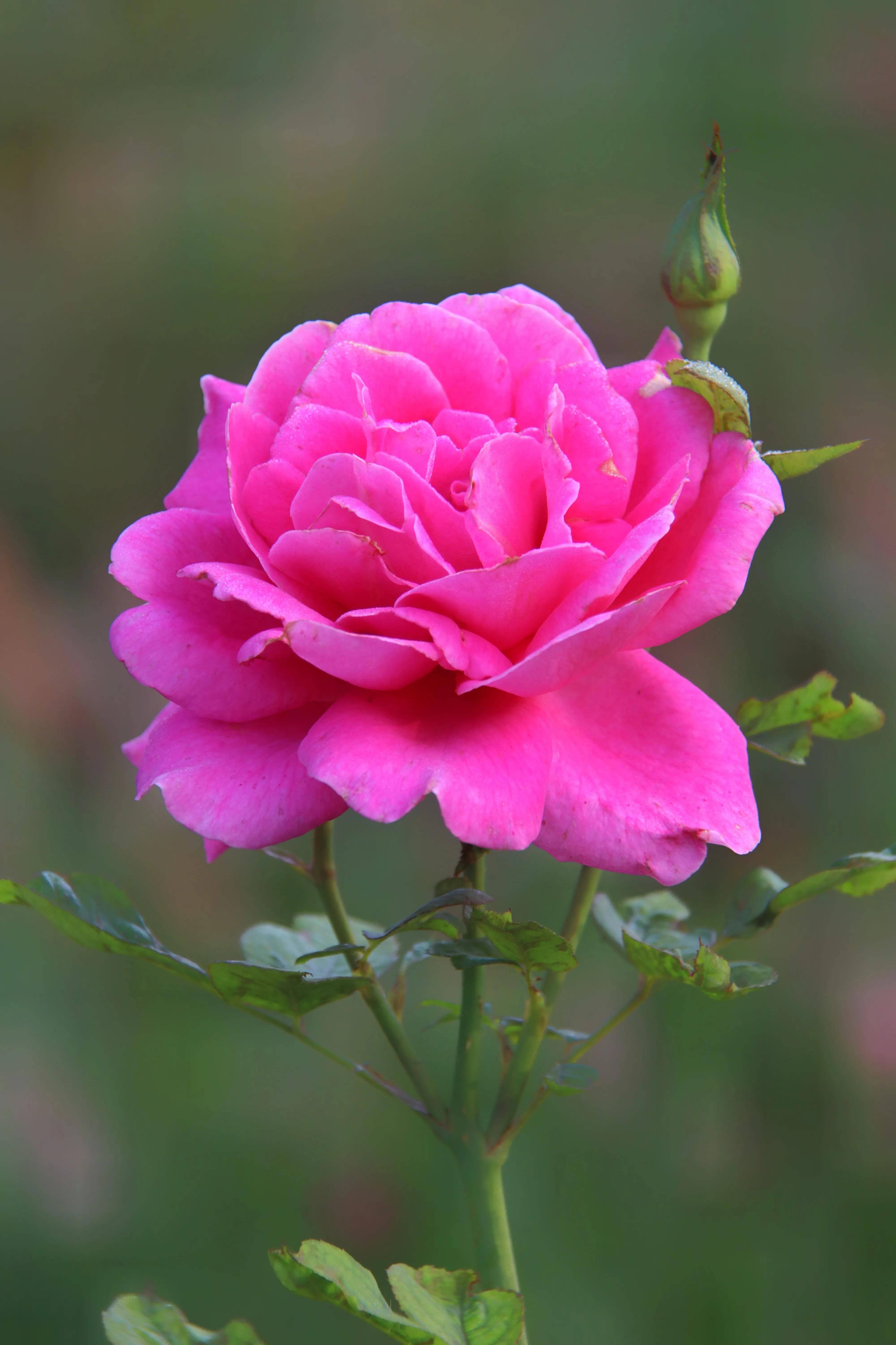 零星月季傲秋红