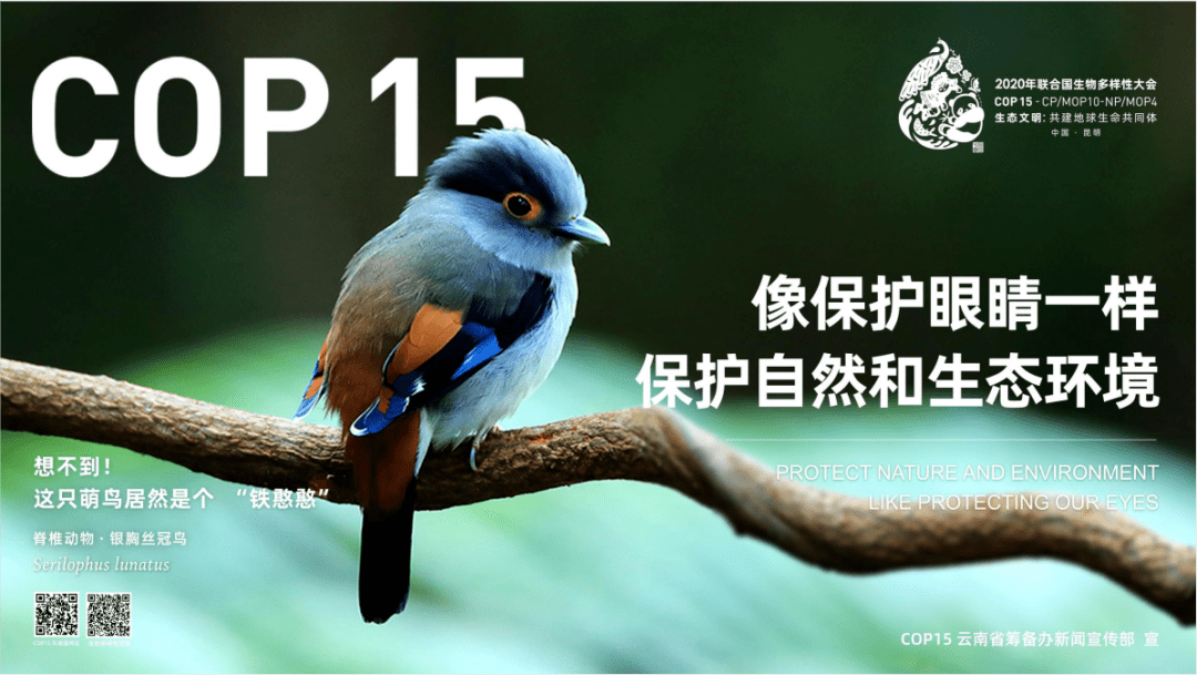 cop15春城昆明欢迎您生物多样性影像画面来啦