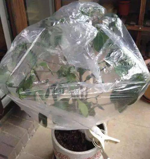 塑料袋养花的12个妙用,收藏~_植物