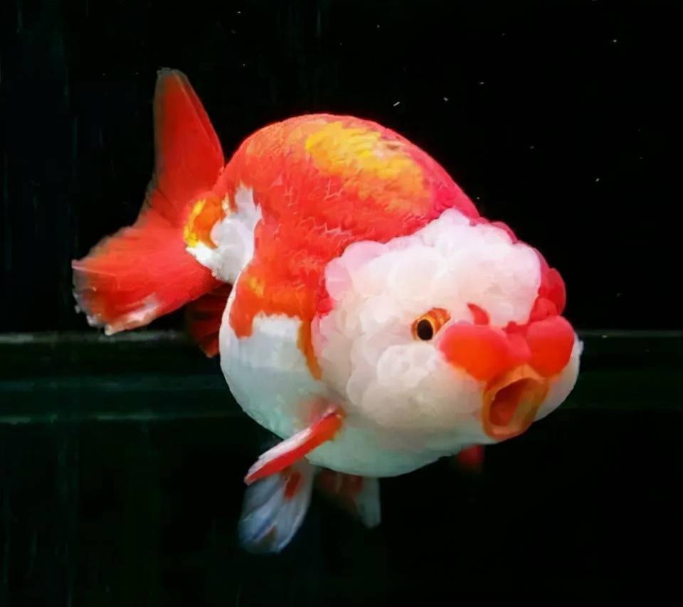 兰寿金鱼开心身体不适心情低落这些状态怎么能体现出来呢