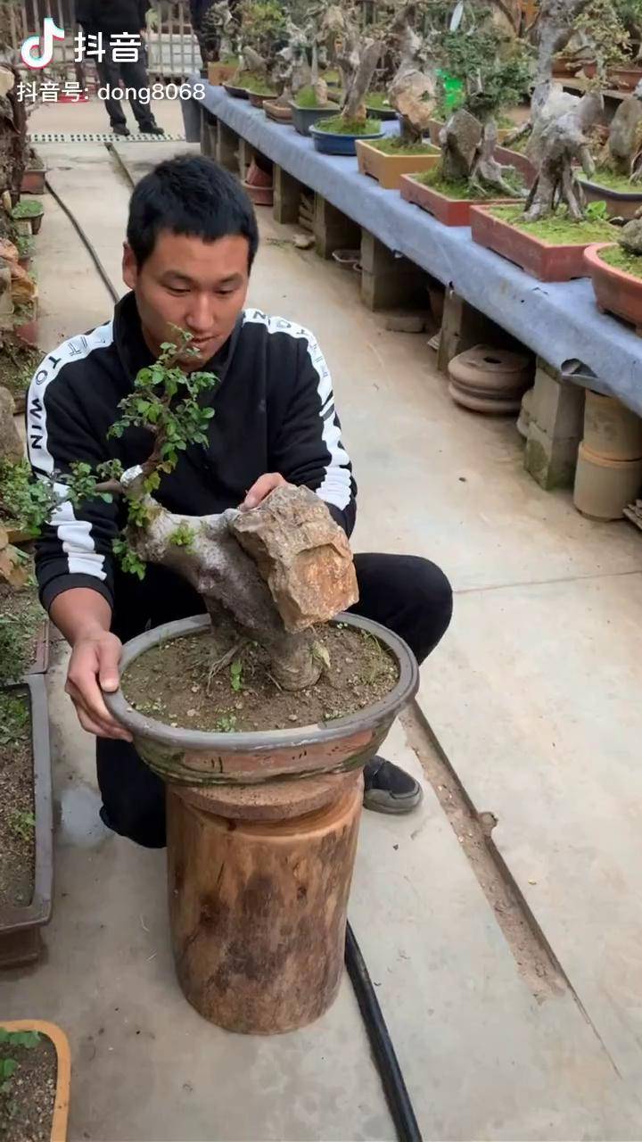 如今养了50多年了,您喜欢这样的抱石盆景吗抱石榆树盆景