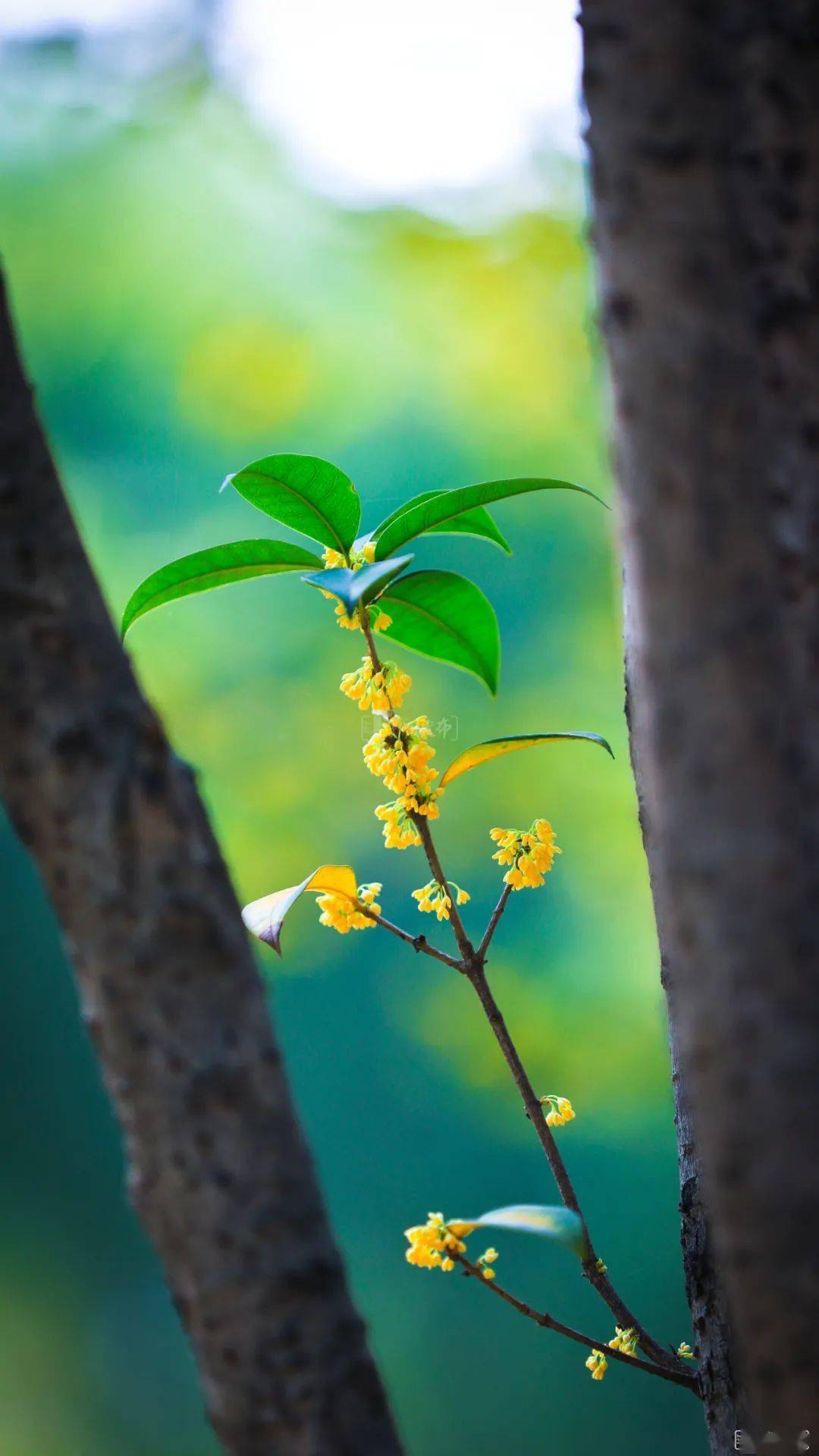 秋日之美桂花蜜图片图片