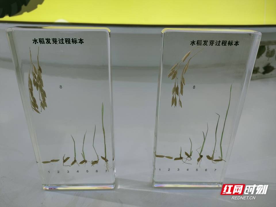 种业|湖南的“神机妙算”｜育种4.0时代 超级计算机助力解“卡脖子”难题