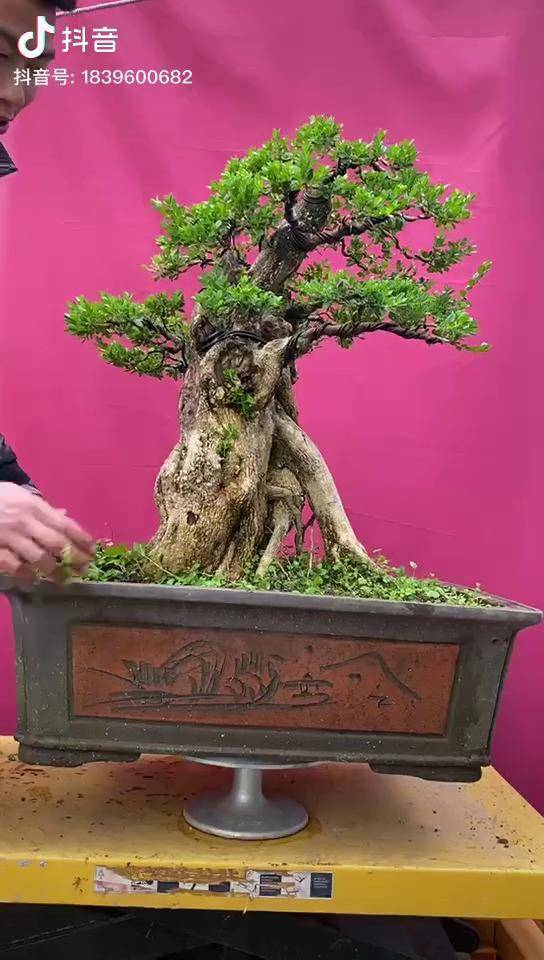 黄杨精品老桩