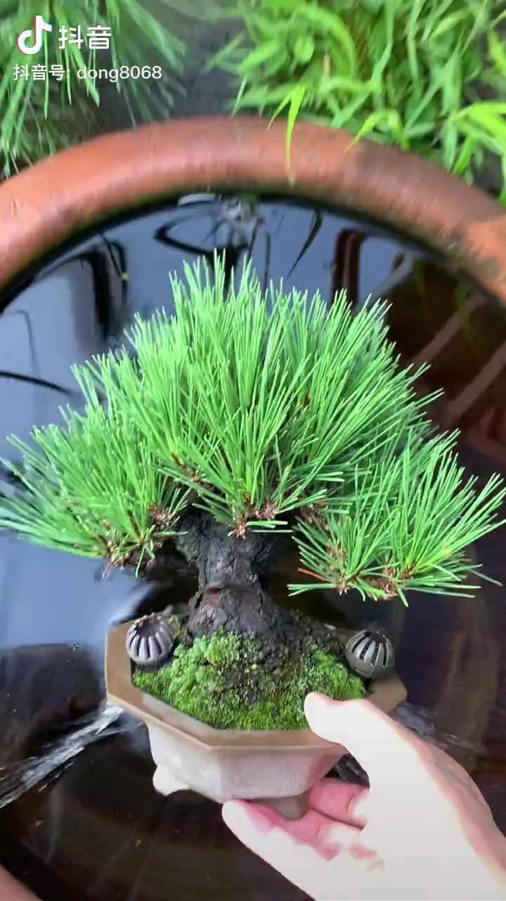 矮霸瑞宝黑松黑松盆景盆景瑞宝黑松盆景