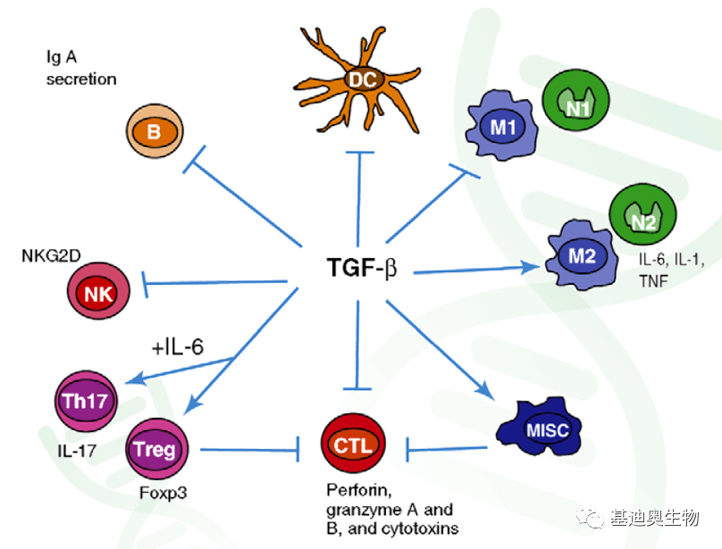 亦邪亦正的双面角色——tgfβ信号通路(下)