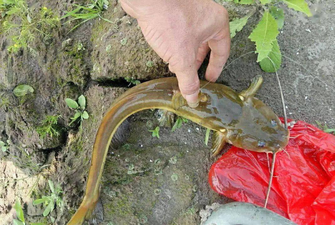 扁头胡子鱼图片