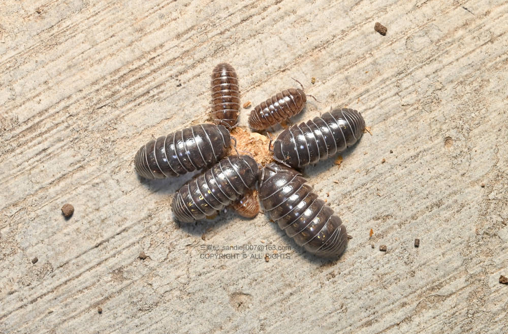 自然散步 | 在青岛大公岛做海鸟监测的一夜