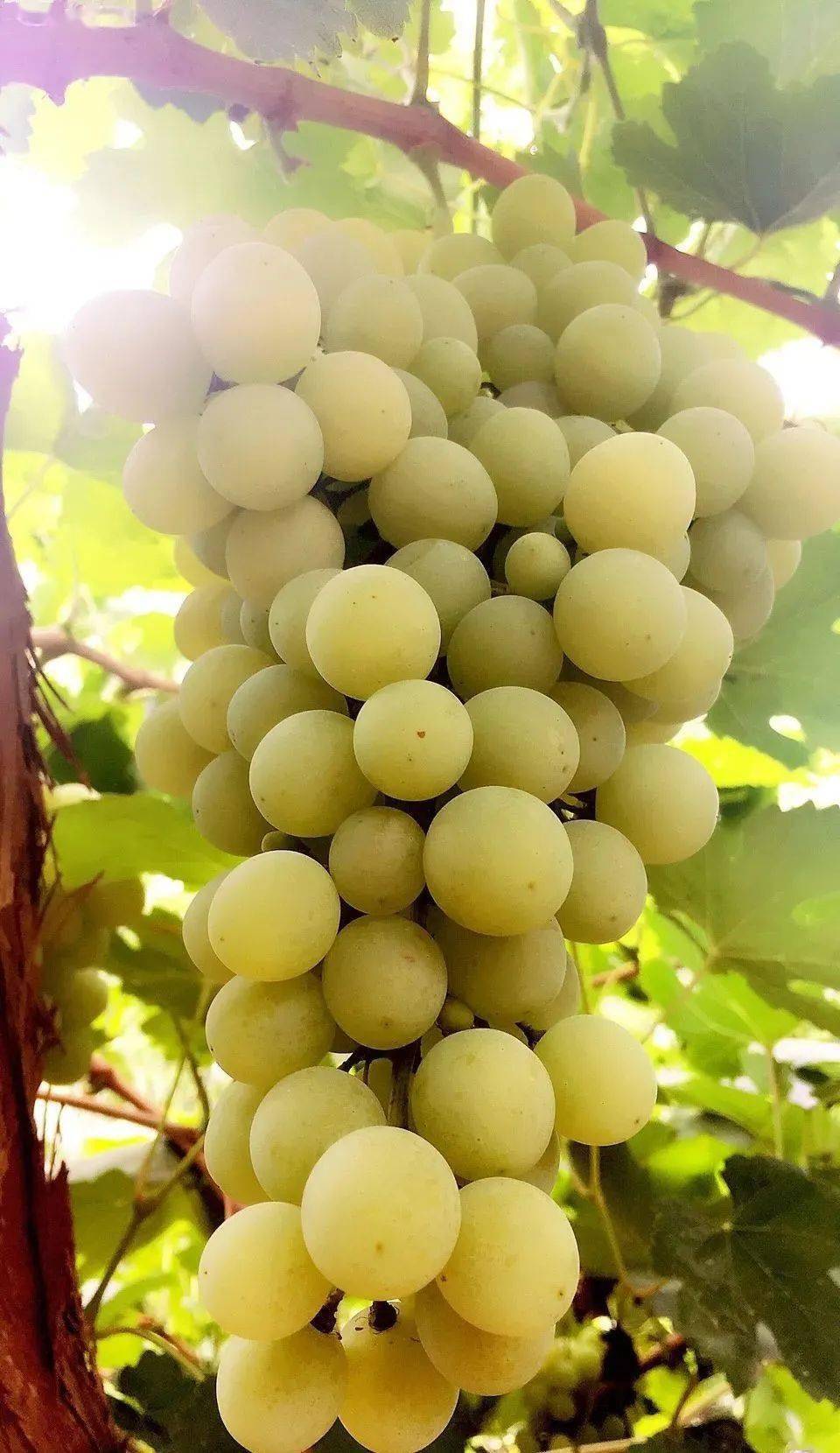 季节限定,青铜峡先锋大青葡萄,这份【名特优新农产品】等你品尝