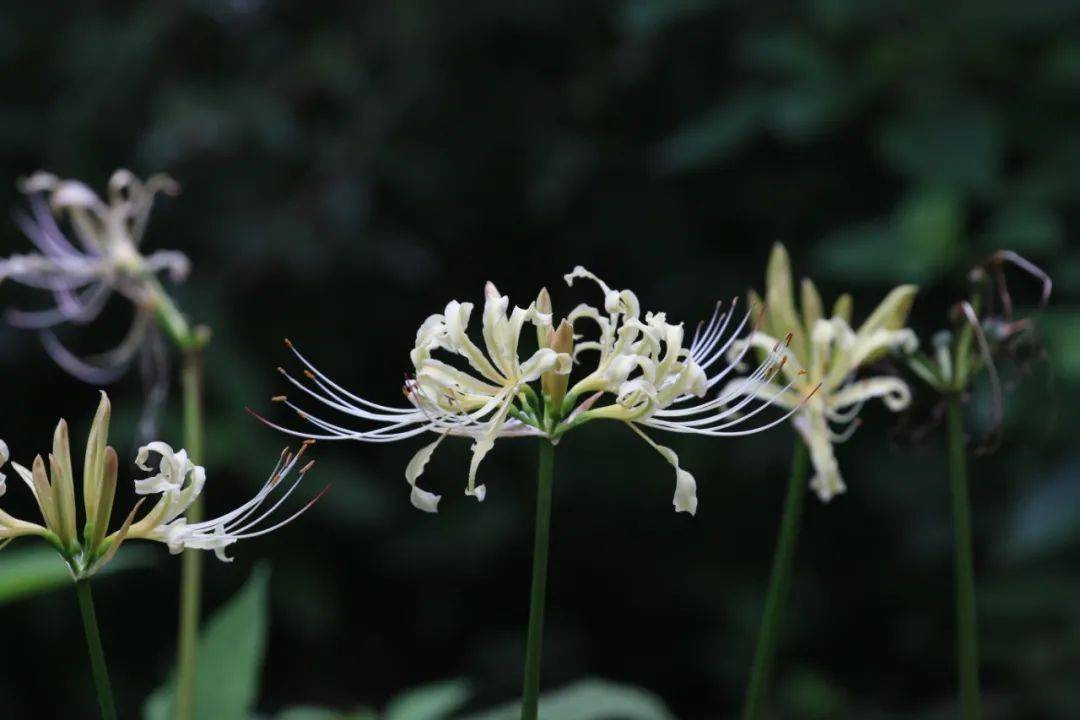 江苏石蒜花白色,花瓣强度皱缩反卷,背面有绿色中肋,其自然花期相对较