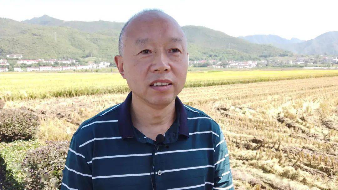 在保康,农民正在绘制一幅好"丰"景_马桥镇