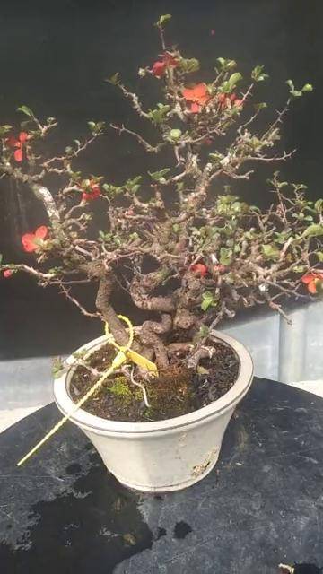 日本红花一1号长寿梅