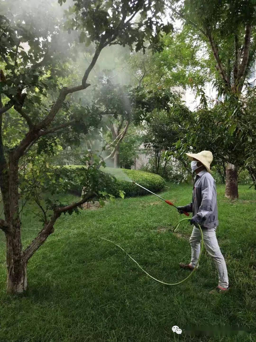 关于园区打药的通知